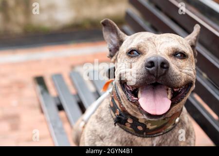 Portrait of brindle pitbull smiling and looking at the camera. Cute brown brindle dog. Tender look. sticking out his tongue. Pitbull feilz and wearing