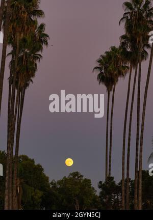 Full moon rises between a row of palm trees in Los Angeles Stock Photo