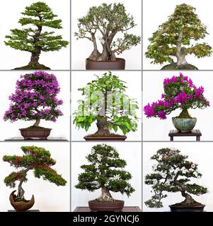 Bonsai conifer trees isolated on a white background Stock Photo - Alamy