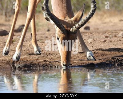 Closeup shot of an antelope drinking water from the river Stock Photo