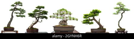 Bonsai conifer trees isolated on a white background Stock Photo