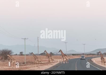 Encounter Wildlife Animals Like The Giraffe crossing the Oloitoktok Road aand Mt. Kilimanjaro View - Amboseli National Park Stock Photo