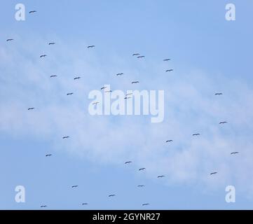 Part of a much larger flock of Black Storks, Ciconia ciconia, heading over the Straits of Gibraltar on their autumn migration south via Morocco. Stock Photo