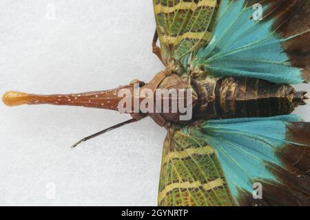 Macro Pyrops intricatus Blue Lantern Bug on white background Stock Photo