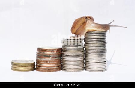 Brown snail climbing the pile of coins on white background , Financial with development and commit business concept , Victory and success Stock Photo