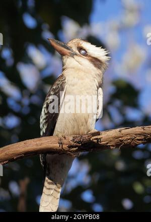 Close Up Portrait of a Kookaburra with its Third Eyelid Shut Stock Photo