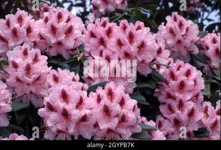 PINK RHODODENDRON BUSH 'BLUE PETER' IN FULL BLOOM. NEW SOUTH WALES, AUSTRALIA. Stock Photo