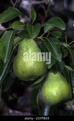 PEARS (PYRUS) RIPENING ON TREE. Stock Photo