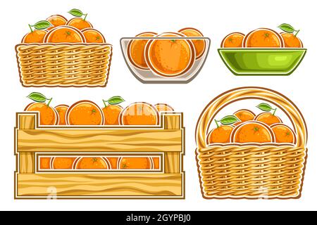 Vector Oranges Set, lot collection of cut out illustrations natural whole oranges in transparent bowl, ripe fruits in cartoon design green clay dishes Stock Vector