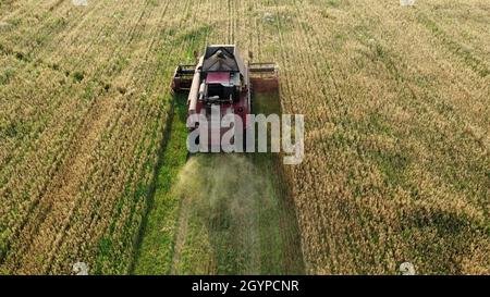 Working combine harvester with flying straw at the back. Stock Photo