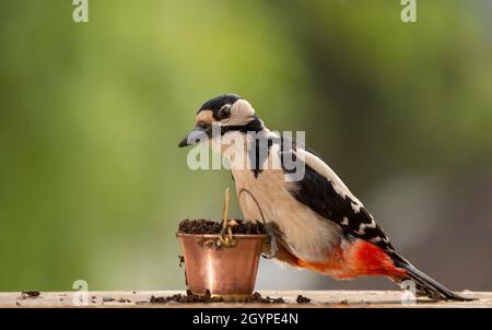 adult male great spotted woodpecker is holding a bucket with earth Stock Photo