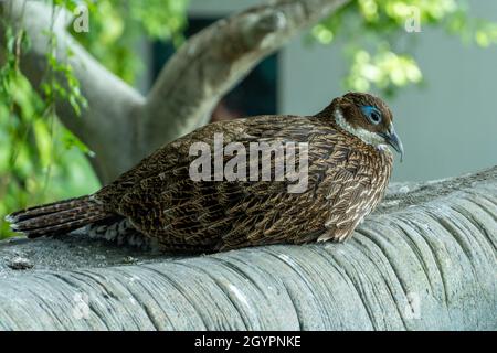 A female Himalayan monal (Lophophorus impejanus), also known as the Impeyan monal and Impeyan pheasant, is a pheasant native to Himalayan forests and Stock Photo