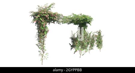 3D illustration climbing plants creepers isolated on white background Stock Photo