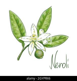 Bitter orange foliage, blossoms and green fruit. Vector illustration. Stock Vector