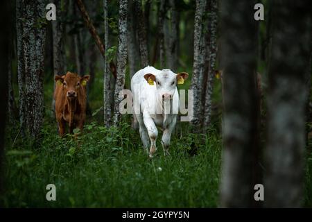 Free-range cows in a forest Stock Photo