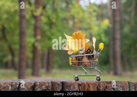 Close-up of a miniature shopping cart with walnuts, a pine cone and oak leaves standing on a tree stump against a blurred autumn forest background. Wi Stock Photo