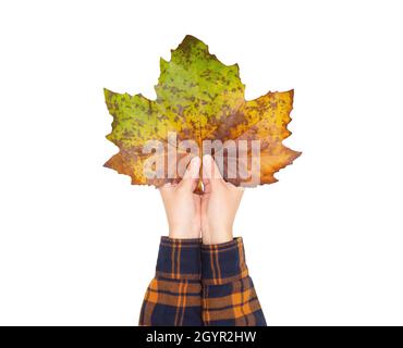 Crop view of female hands holding a huge colored maple leaf with both hands isolated on white Stock Photo