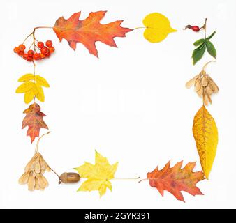 Vibrant frame made of bright autumn leaves and colorful berries isolated on white Stock Photo