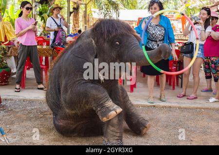 Samui, THAILAND - MAY 10 : Asian elephants in elephant village perform their show on may, 2016 in Samui, Thailand Stock Photo