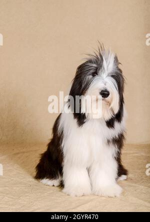 Bearded Collie (also Beardie) a herding breed of dog once used primarily by Scottish shepherds Stock Photo