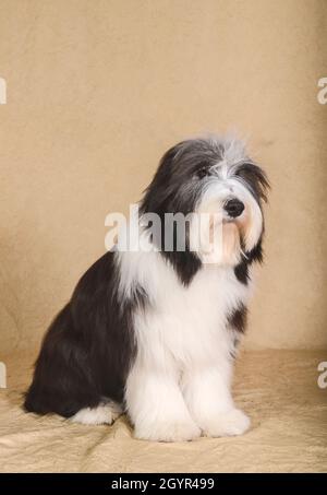 Bearded Collie (also Beardie) a herding breed of dog once used primarily by Scottish shepherds Stock Photo