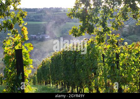 Autumn mist in the Jurançon vineyards of Béarn, France Stock Photo