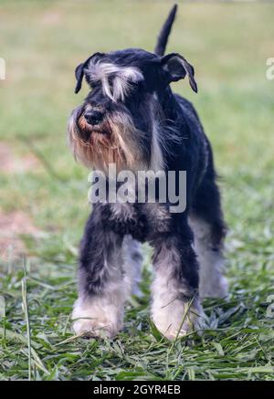 black and silver Miniature Schnauzer. A breed of  ratting dogs, originated in Germany in the mid-to-late 19th century. standing on lawn Stock Photo