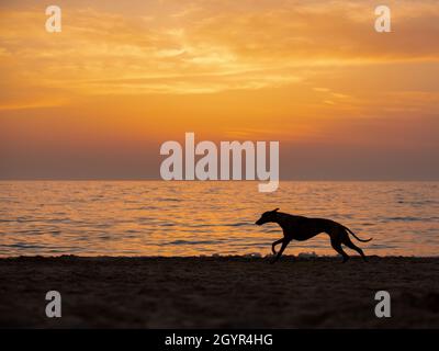 Silhouette of a Whippet dog running on the beach at sunset Stock Photo
