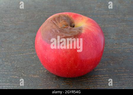 Close up view of one single rotten red apple on dark background, side view