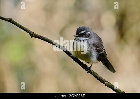 The Grey Fantail Returns Stock Photo