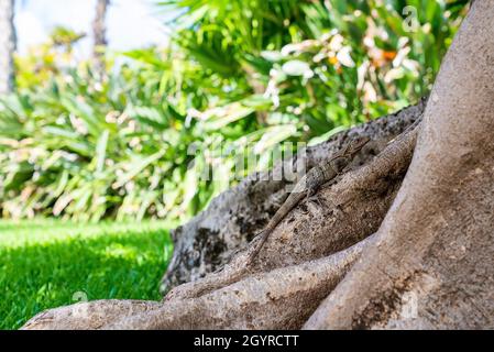 Close up of iguana lizard crawling on tree trunk Stock Photo