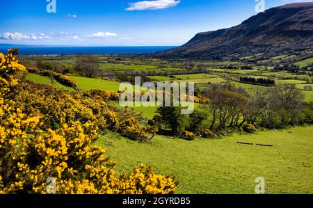 Gorse at Glenariff, Glens of Antrim, County Antrim, Northern Ireland Stock Photo