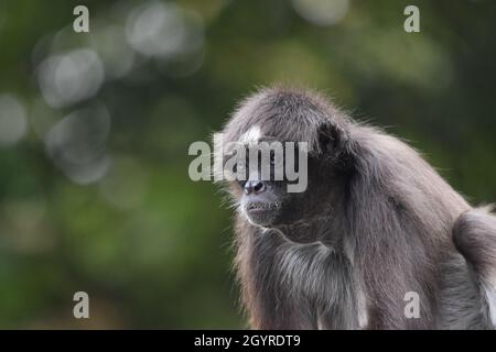 A brown or variegated Spider monkey (Ateles hybridus) set against a green natural forest background Stock Photo