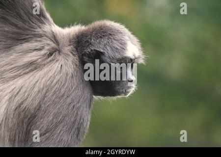 A brown or variegated Spider monkey (Ateles hybridus) set against a green natural forest background Stock Photo