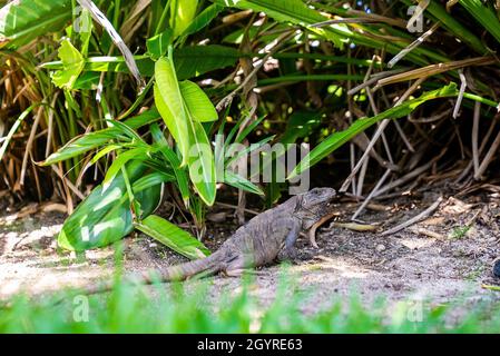 Close up of iguana lizard crawling on garden floor Stock Photo