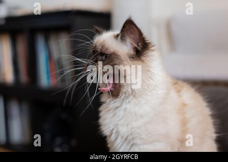 Funny Birman cat is yawning Stock Photo