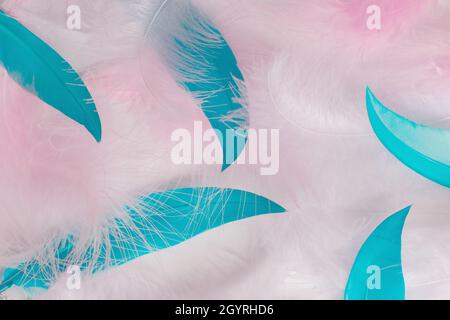 Pink and blue feathers macro blurred background Stock Photo