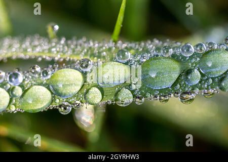A macro photograph of early morning dew on grass Stock Photo