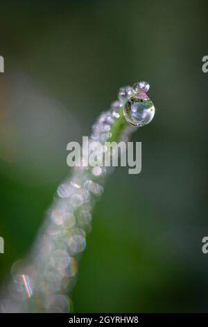 A macro photograph of early morning dew on grass Stock Photo