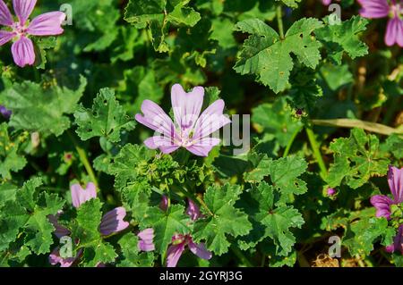 Malva sylvestris   genus of herbaceous annual, biennial, and perennial plants in the family Malvaceae Stock Photo