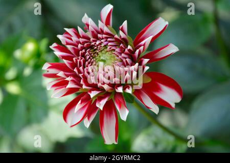 Gorgeous Shape and color of Dahlia Flower in beautiful background Stock Photo