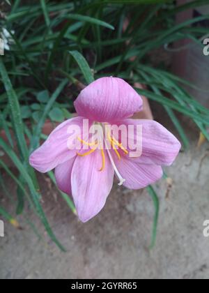 Closeup shot of the Cuban zephyrlily (Zephyranthes rosea) with violet peta in the garden Stock Photo