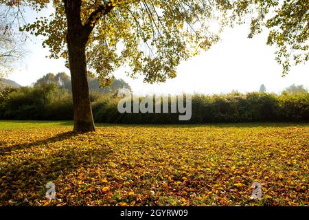 Populus nigra, the black poplar autumnal fallen leaves Stock Photo