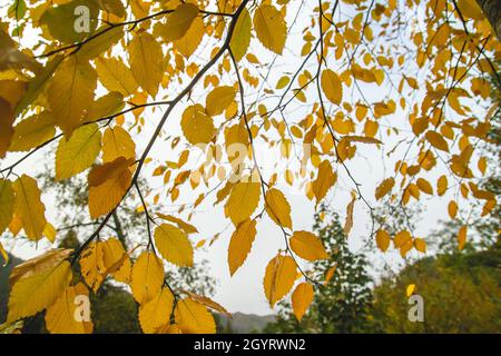 European hornbeam (Carpinus betulus) deciduous tree yellow colored autumnal foliage Stock Photo
