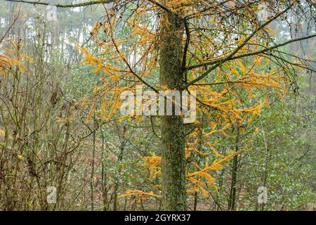 Larch tree (Larix decidua) deciduous conifeous tree with autumnal fellow foliage Stock Photo