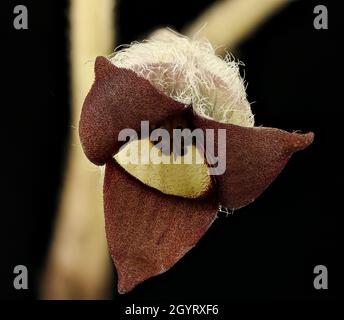 Closeup shot of Asarum canadense (Canadian wild ginger) on black background Stock Photo
