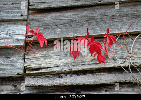 Red Virginia Creeper, Parthenocissus quinquefolia, in autumn on clapboard wooden barn in Herefordshire, England, UK Stock Photo
