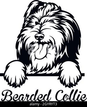 Bearded Collie Peeking Dog - head isolated on white - vector stock Stock Vector