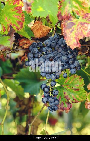 Vitis vinifera grape vine dark blue fruits Stock Photo