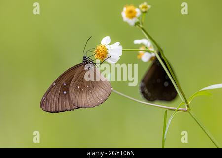 Common Indian Crow (Euploea core) drinking on plant Stock Photo